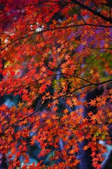 ④ 殿ヶ谷戸庭園の紅葉