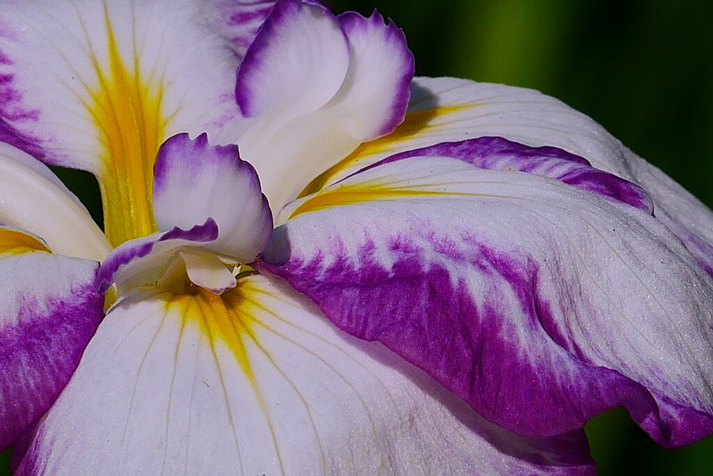 ⑦ 花菖蒲（ハナショウブ）