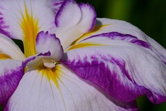⑦ 花菖蒲（ハナショウブ）