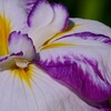 ⑦ 花菖蒲（ハナショウブ）