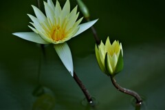 睡蓮