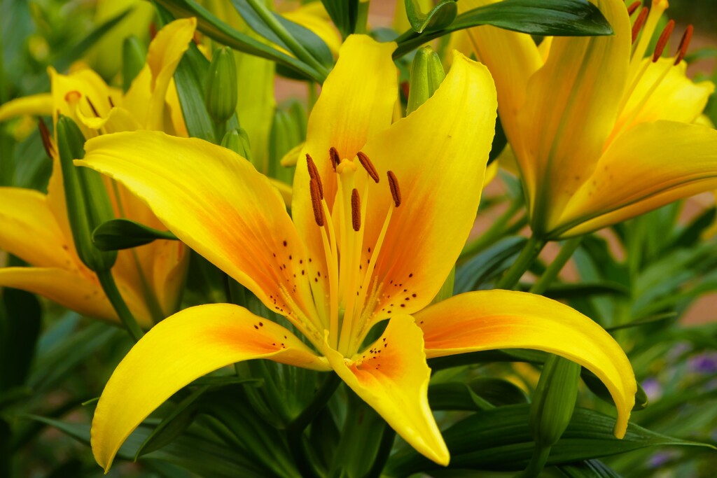 黄色いユリの花（3）