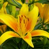黄色いユリの花（3）