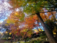 ⑥ 殿ヶ谷戸庭園の紅葉