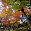 ⑥ 殿ヶ谷戸庭園の紅葉