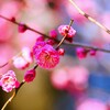 紅梅