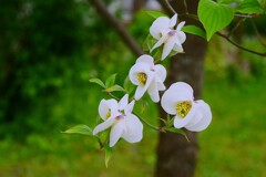 団地に咲くハナミズキ ②