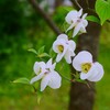 団地に咲くハナミズキ ②