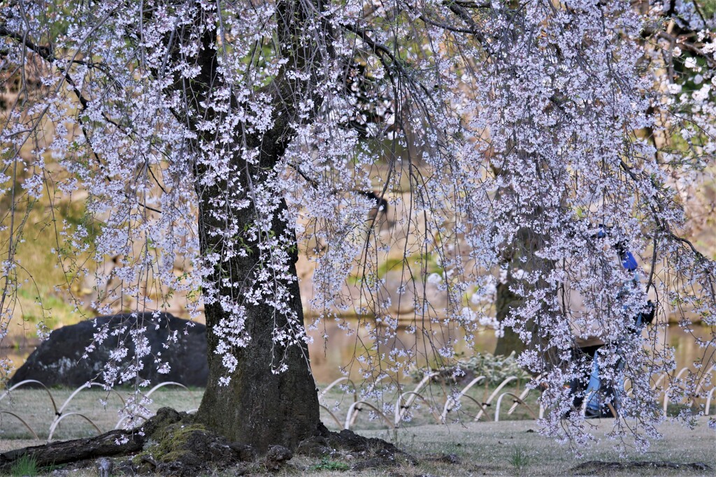 小石川後楽園の「枝垂れ桜」です。