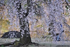 小石川後楽園の「枝垂れ桜」です。