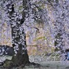 小石川後楽園の「枝垂れ桜」です。