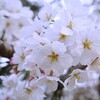 ソメイヨシノ満開！