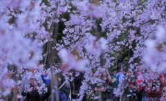 5年前の「六義園のしだれ桜」です。