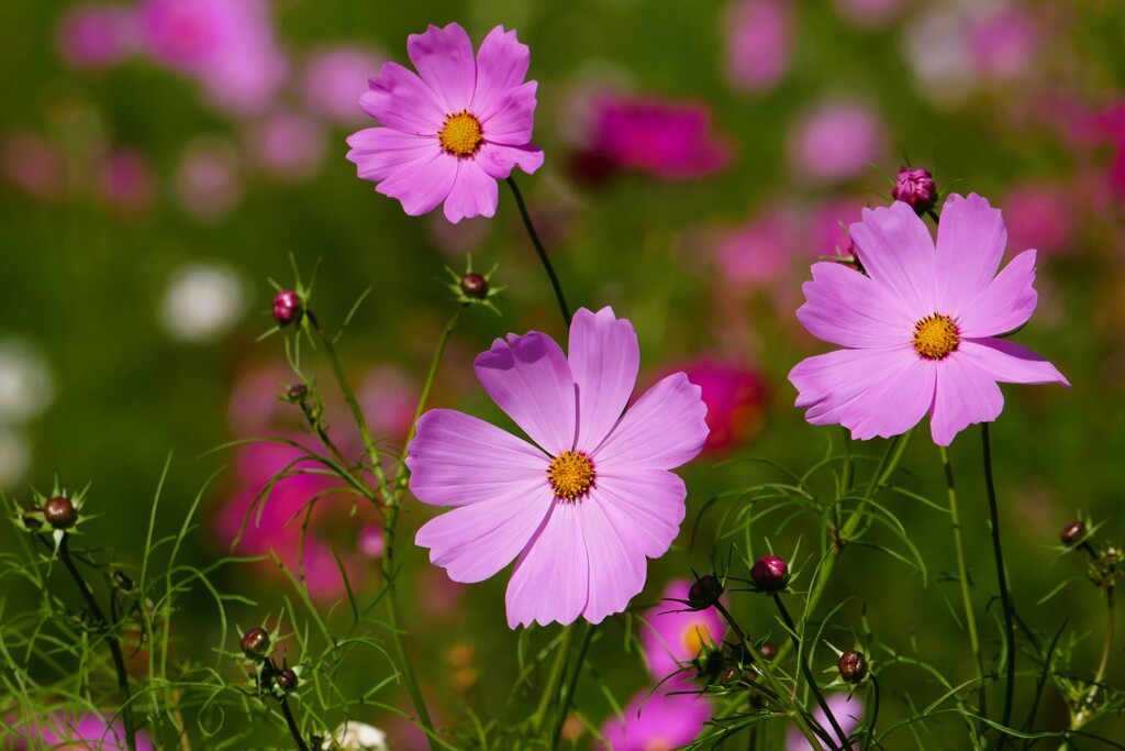 コスモス まつり 2023  ①