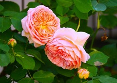② 薔薇