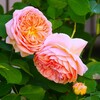 ② 薔薇