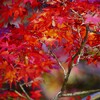 ⑦ 大田黒公園の紅葉