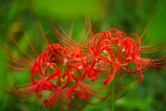 ② 曼珠沙華