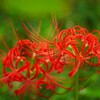② 曼珠沙華