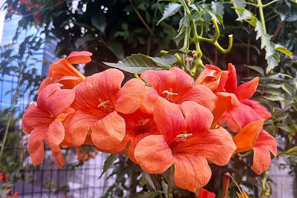 ノウゼンカズラの花