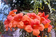 ノウゼンカズラの花