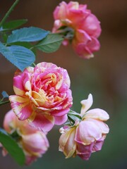 四季の香ローズガーデンの薔薇  ②