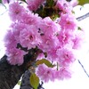 八重桜（2）