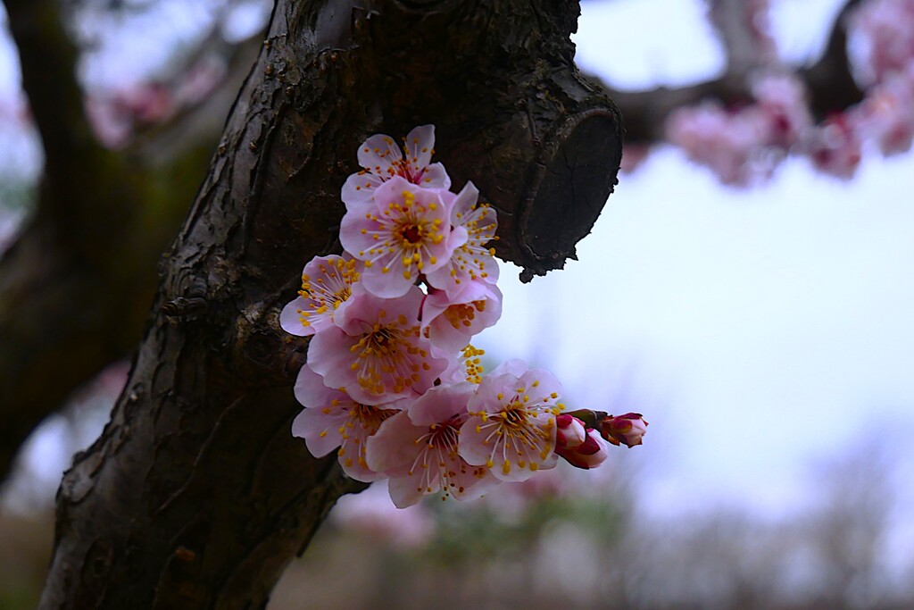 ① 梅の花