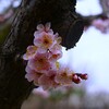 ① 梅の花