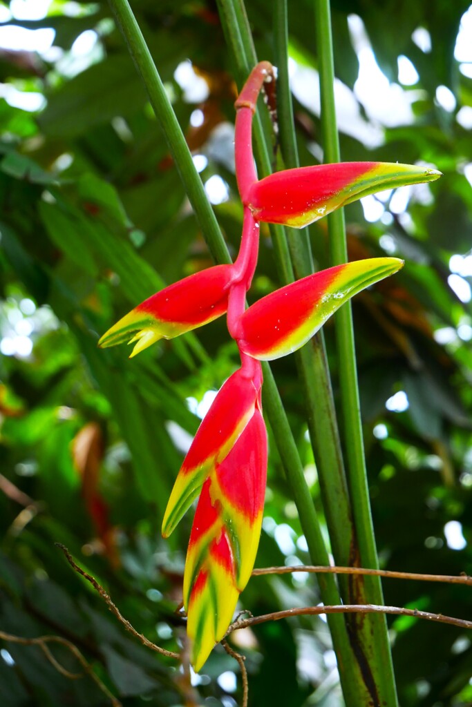 「大温室」の熱帯植物  ① ヘリコ二ア・ロストラタ