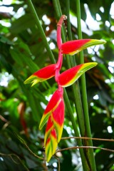 「大温室」の熱帯植物  ① ヘリコ二ア・ロストラタ