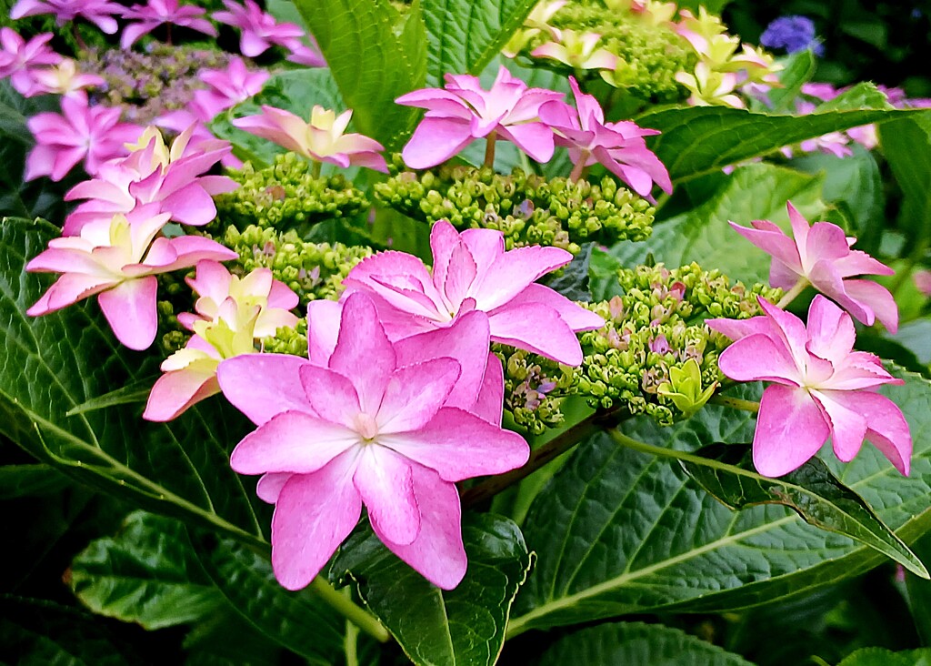 アジサイ / 紫陽花