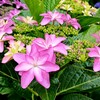 アジサイ / 紫陽花
