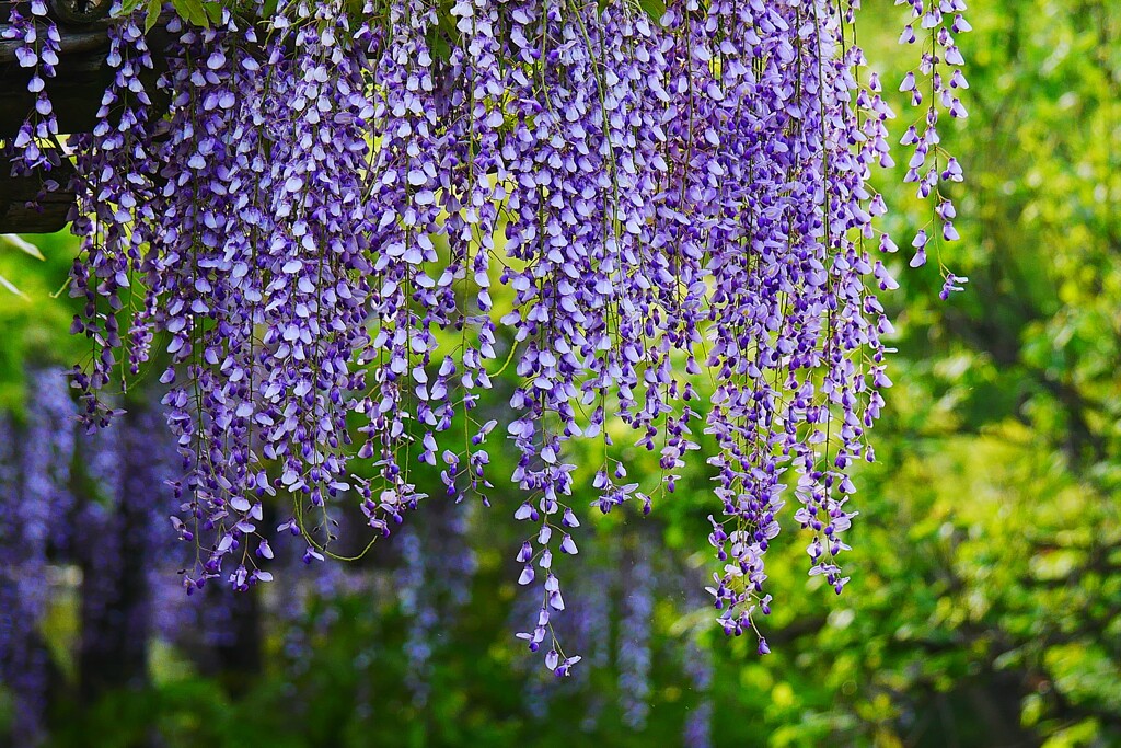 ③ 亀戸天神で藤の花を・・・