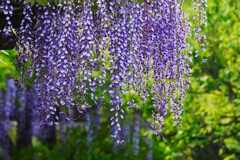 ③ 亀戸天神で藤の花を・・・