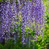 ③ 亀戸天神で藤の花を・・・