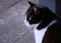 ① 園内には、野良猫さんも・・・