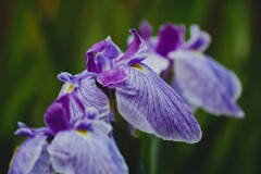 明治神宮御苑の花菖蒲（3）