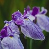 明治神宮御苑の花菖蒲（3）