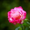 ピンクの薔薇
