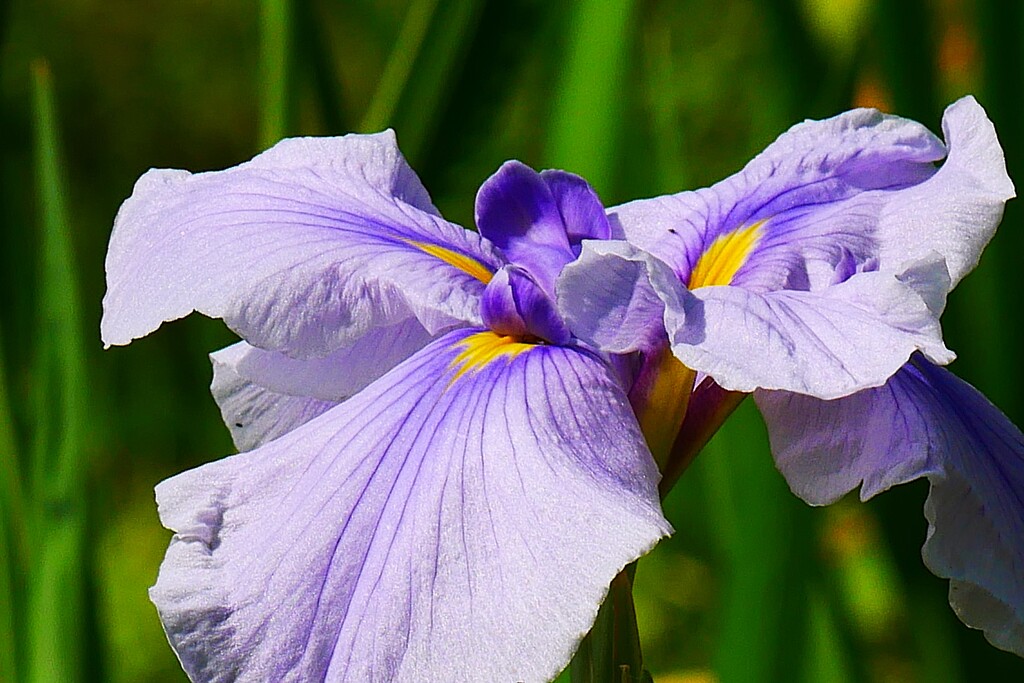 ⑥ 花菖蒲（ハナショウブ）