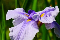 ⑥ 花菖蒲（ハナショウブ）