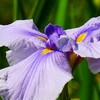 ⑥ 花菖蒲（ハナショウブ）