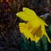 ラッパスイセン（黄色）