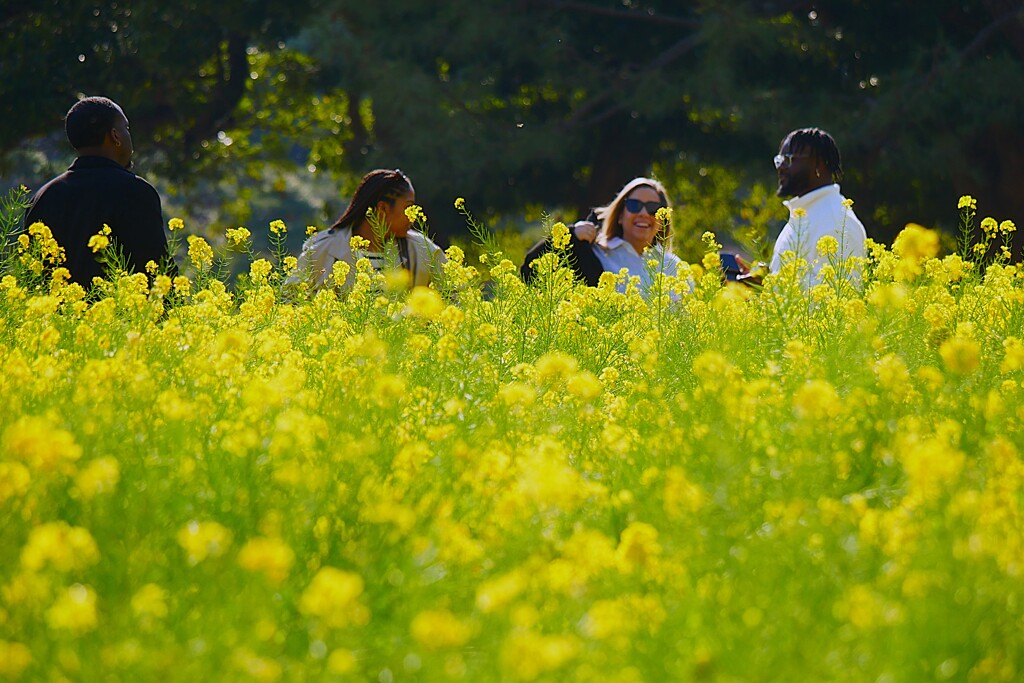 ① 浜離宮恩賜庭園の「菜の花畑」にて