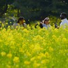 ① 浜離宮恩賜庭園の「菜の花畑」にて