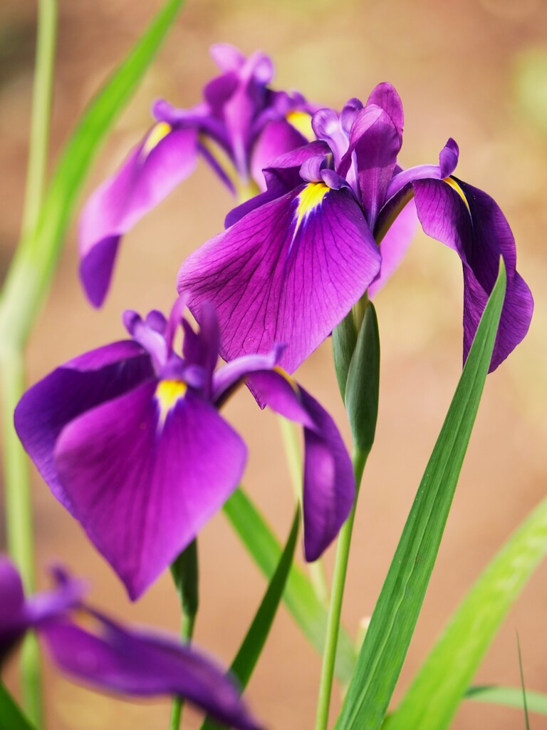 明治神宮御苑の花菖蒲（5）