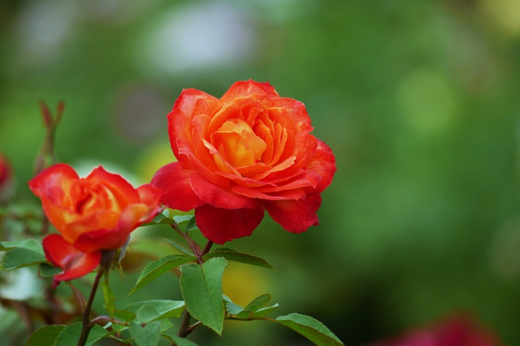 谷津バラ園の薔薇（10）