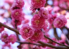 ① 春のような陽気に、梅の花が見頃に・・・