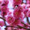 ① 春のような陽気に、梅の花が見頃に・・・